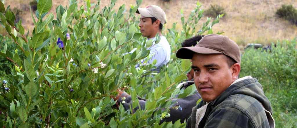 Renovaron más de 500 Libretas de Trabajo Rural en Mendoza 