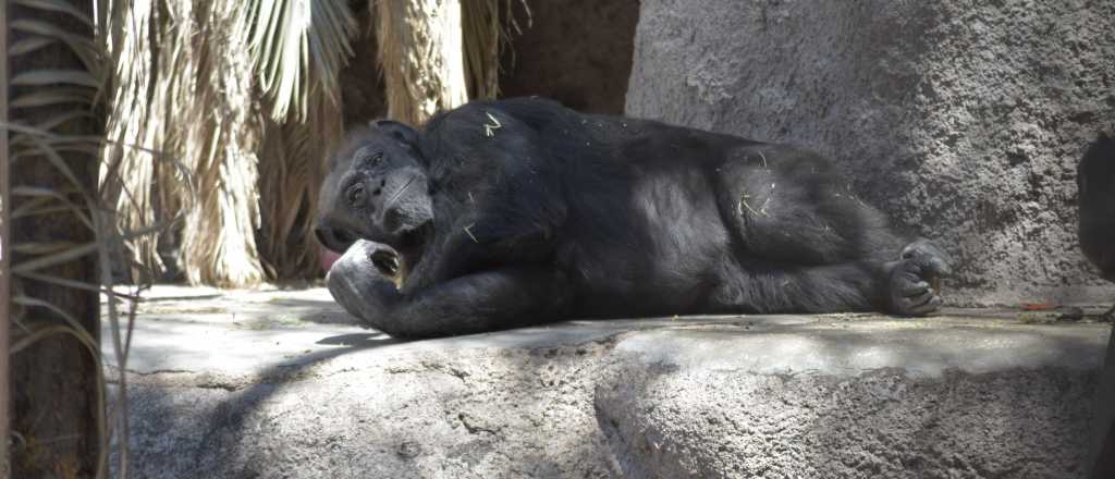 Denuncian irregularidades en el proceso de traslado de la mona Cecilia