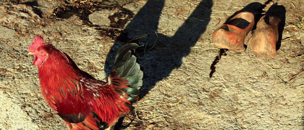 Crónicas del subsuelo: “El grito del último gallo del desierto”