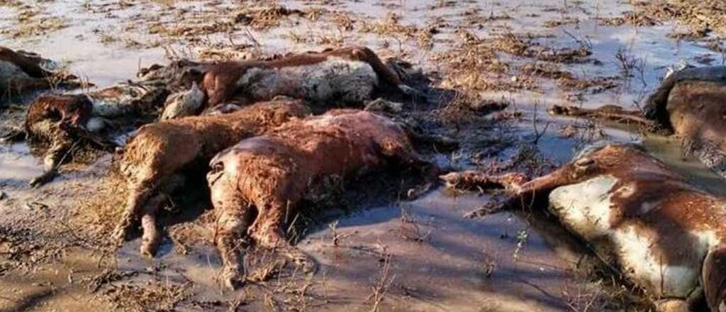 Ya son 100 mil los animales muertos en Corrientes 