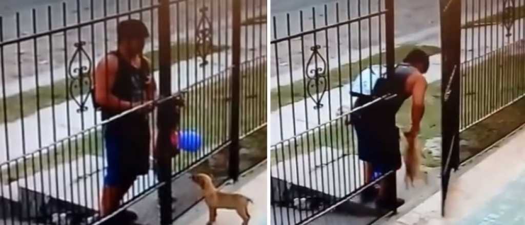 Video: un ladrón desalmado le robó el perro a una familia