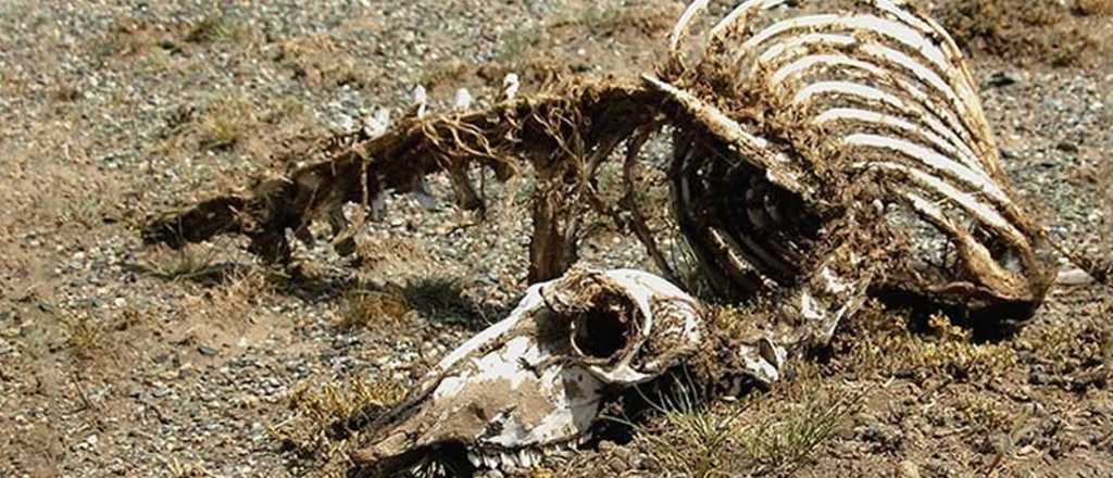 Insólito: encontraron el esqueleto de un dragón en China