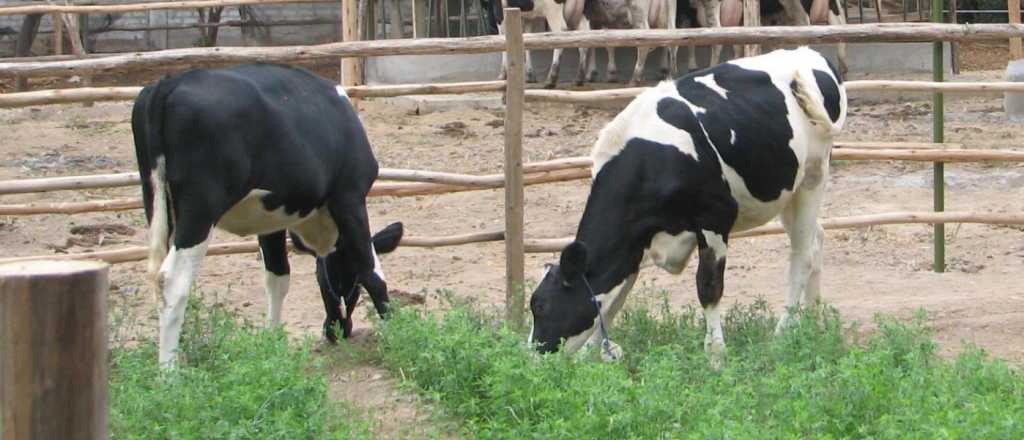 Un hombre filmó a un vecino "abusando" de una vaca en Misiones