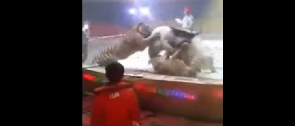 Video: un tigre y un león atacan a un caballo en el circo