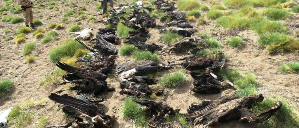 Misterio en Malargüe: encontraron a 34 cóndores muertos 