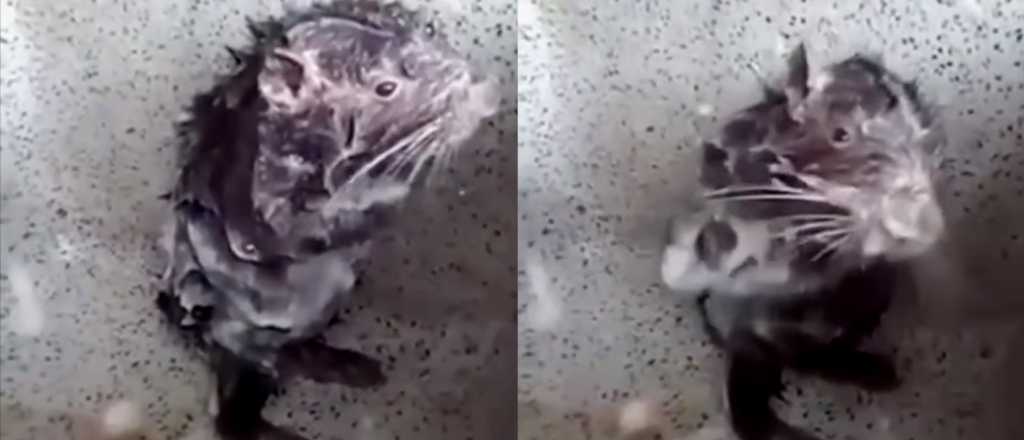 Video: un ratón se baña igual que un humano