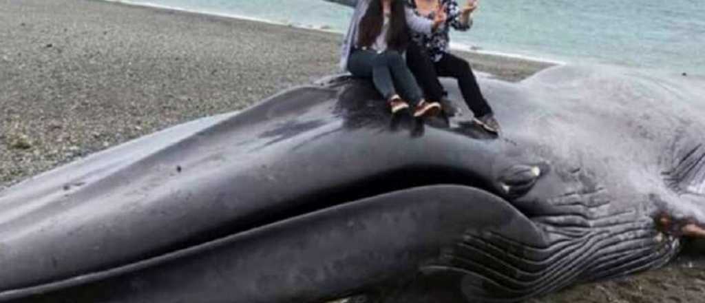 Indignación en Chile porque garabatearon a una ballena y la usaron para fotos