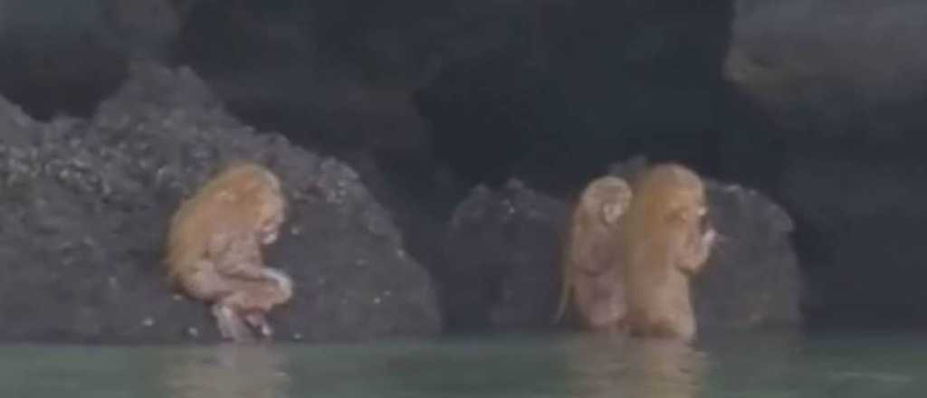 Video: filmaron a unas extrañas criaturas en la costa de Tailandia