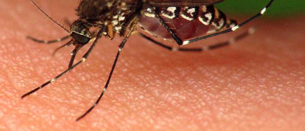 Científicos argentinos crean el fin del mosquito del Dengue