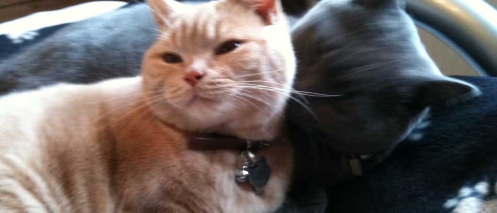 ISIS le declaró la guerra a los gatos