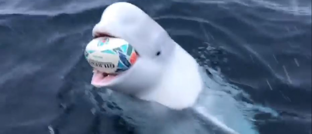 Video: una ballena beluga jugó al rubgy con un campeón sudafricano