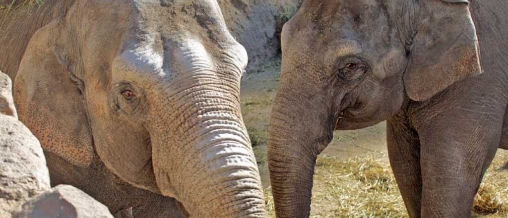 Comienza el traslado de dos elefantas del Ecoparque