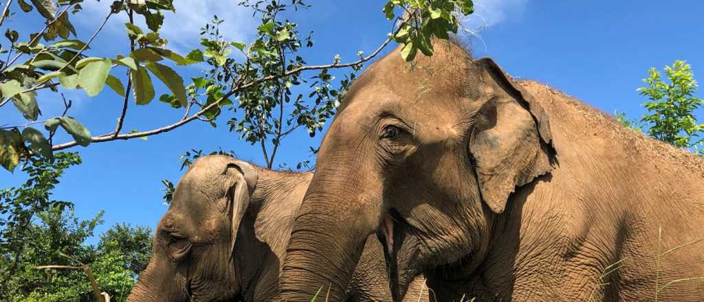 La Justicia falló a favor del traslado de cuatro elefantes del Ecoparque