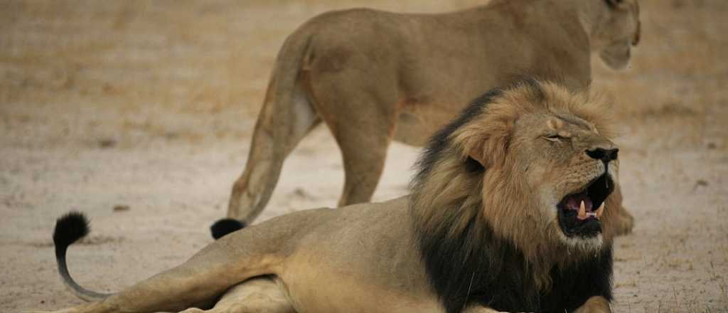 Un dentista mató al león más famoso de Zimbabue