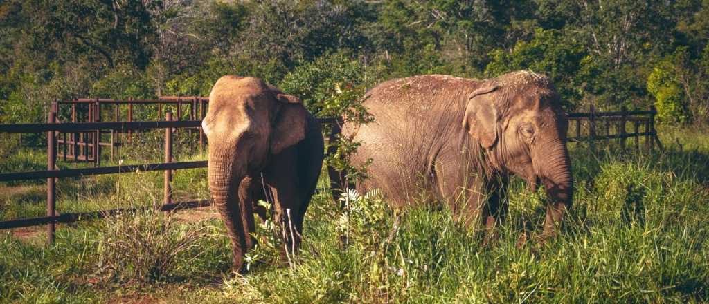 La elefanta Pocha murió en Brasil y no saben por qué