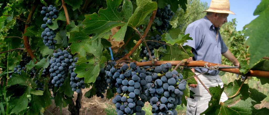 Avanza el relevamiento de viñedos en Mendoza 