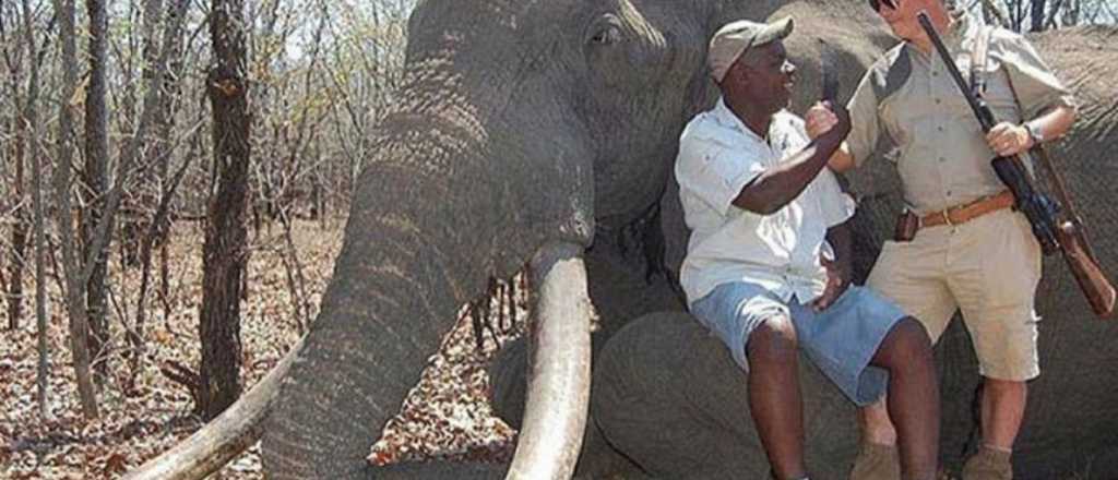 ¡Bronca! Un cazador alemán mató en Zimbabwe a un famoso elefante