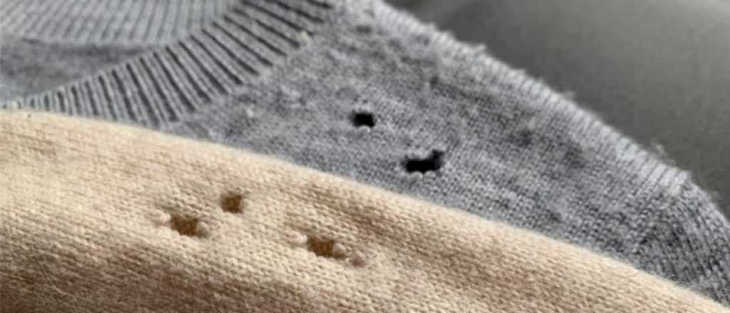 Cómo salvar tu ropa de las polillas: trucos caseros