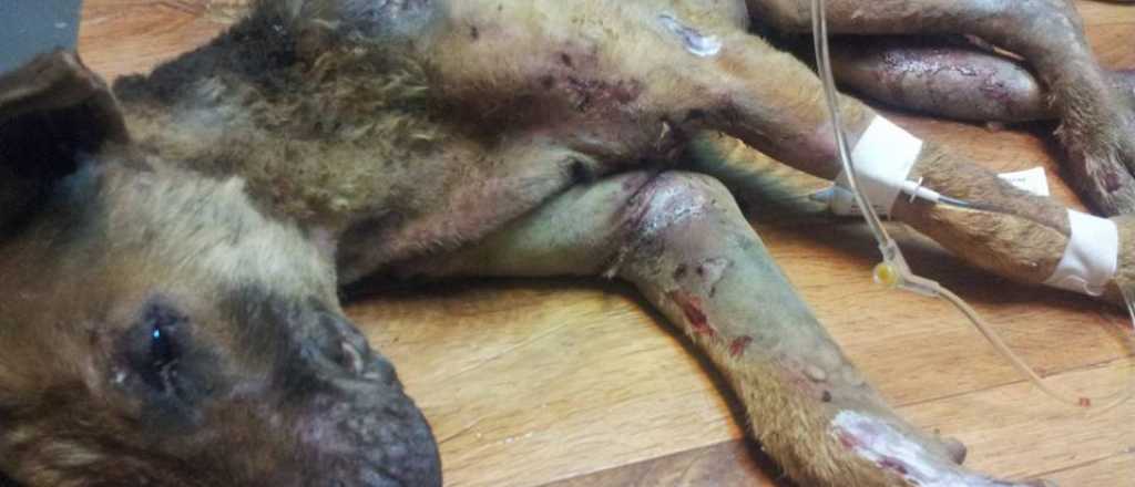 Murió el perro al que prendieron fuego en Guaymallén: así se defendió la acusada