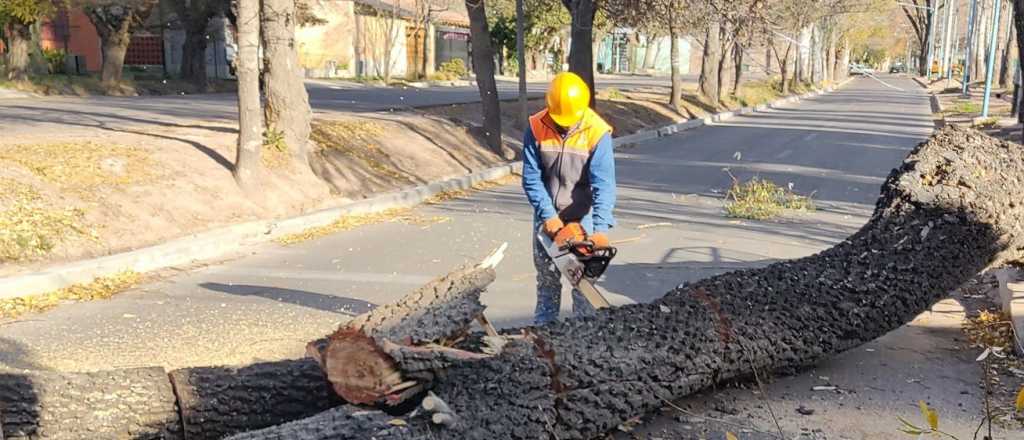 Lo que el Zonda nos dejó: daños y árboles caídos en Mendoza