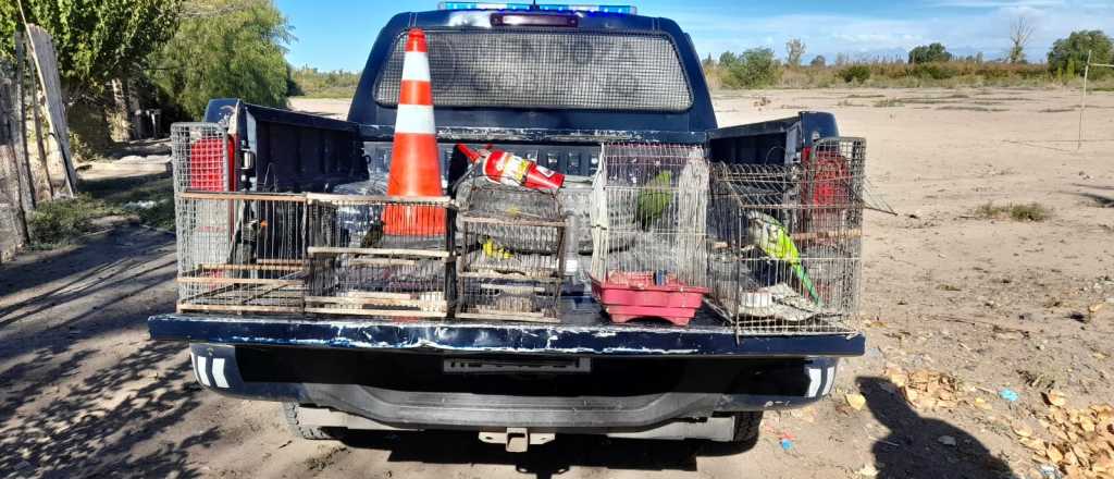 Detuvieron a un hombre en Rivadavia por tener catas y otros pájaros