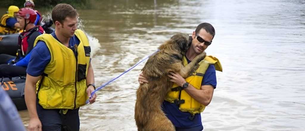 Rescatistas llegan con "decenas de animales" por las inundaciones