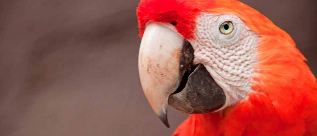 Increíble: mirá cómo una pitón se come a un papagayo