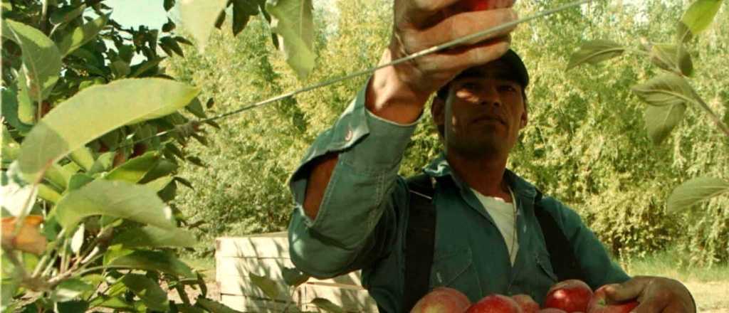 La producción de peras y manzanas "no va más" en Mendoza