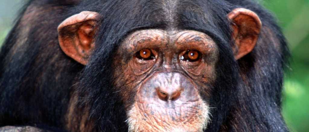 La Justicia decidió que la chimpancé Cecilia viva en una reserva