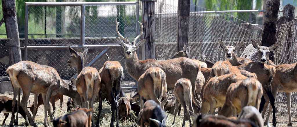 Por la crisis del Zoológico, los veterinarios se defienden
