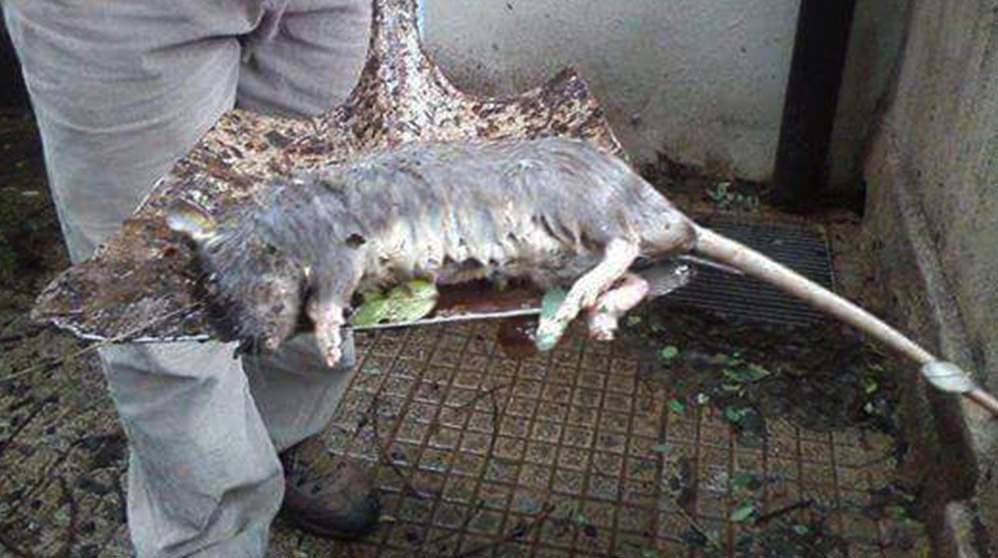 Tremendo: apareció una enorme rata en una escuela de Paraná - Mendoza Post