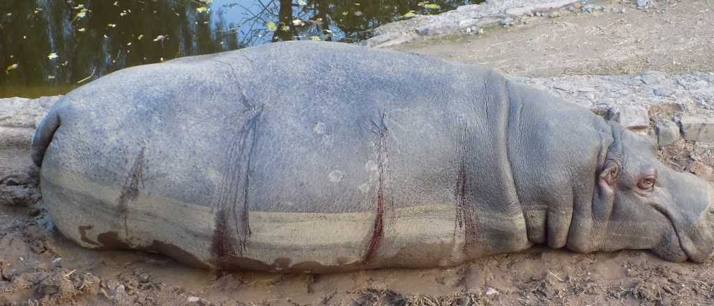 Denuncian salvaje ataque a la hipopótamo del Zoo