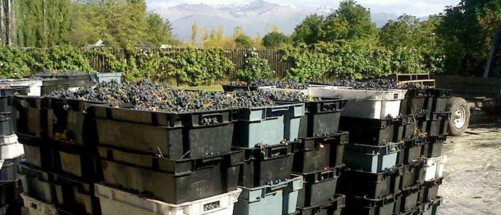 Aseguran que la cosecha vitivinícola 2018 superó los pronósticos