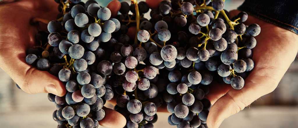 Mendoza cae el doble que San Juan y seis veces más que San Luis