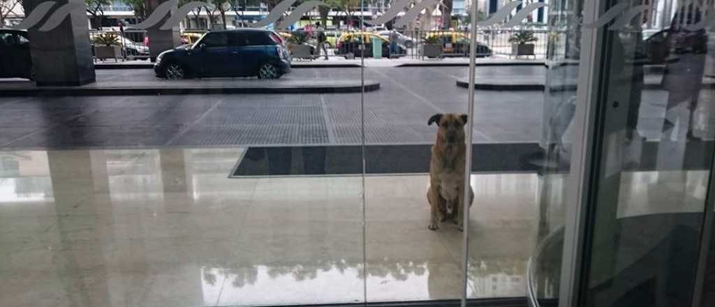 Una azafata adoptó a un perro que la esperaba fuera del hotel