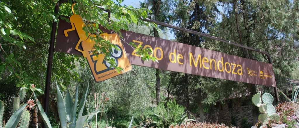 En el Zoo se murió un camello de 9 días
