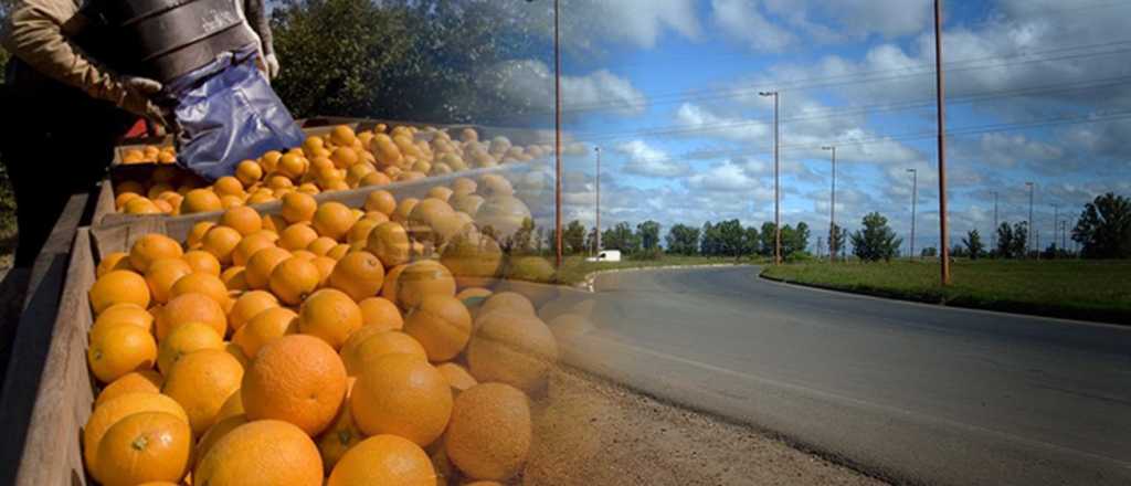 Los productores de cítricos también regalarían naranjas y mandarinas