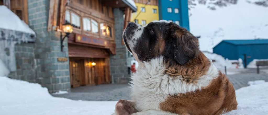 Los mendocinos tristes: murió la perra del centro de esquí Portillo