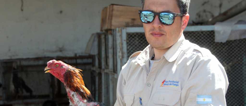 El Gobierno recuperó 40 gallos de riña en Maipú