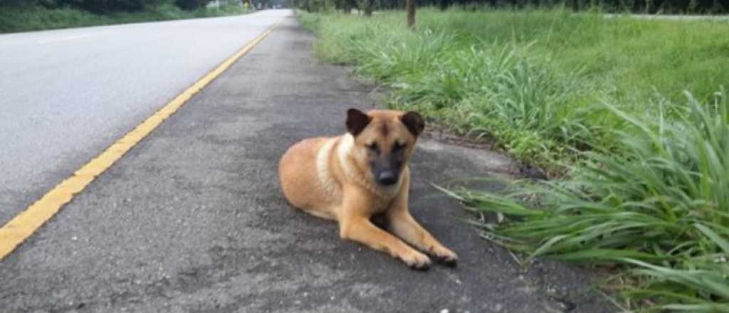 Una perra que esperaba hacía un año a su familia en la ruta fue atropellada