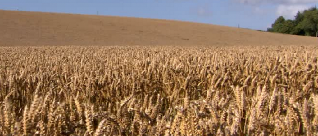 No era un "crop circle", era un clítoris