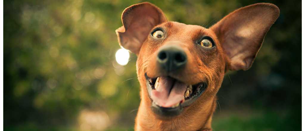 Cuáles son los cachorros más caros del mundo