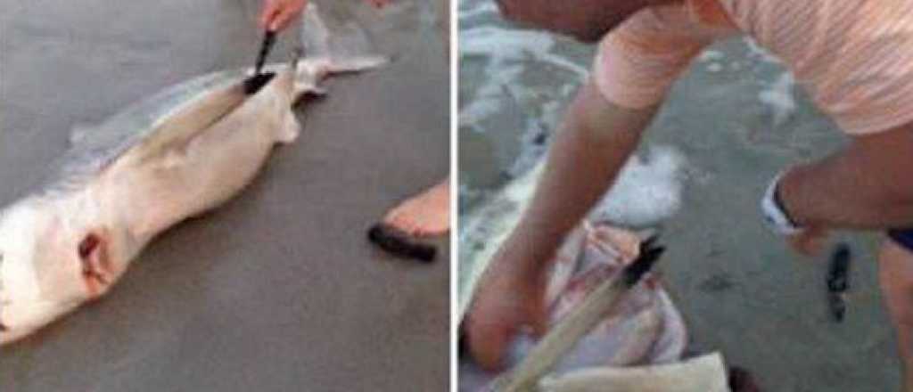 Impactante video: tibur&oacute;n muerto tuvo tres cr&iacute;as