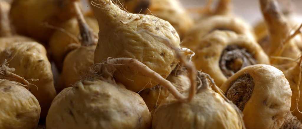 Ra&iacute;z de Maca para evitar la demencia y el Alzheimer