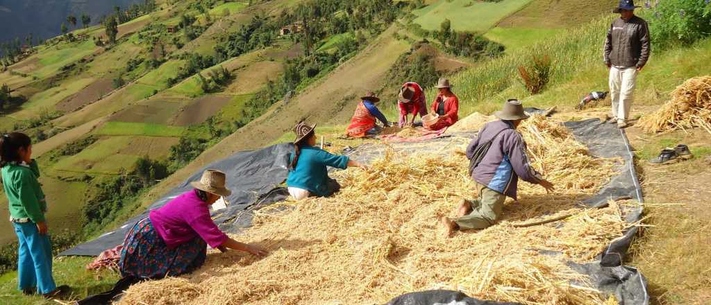 &Eacute;ste es el s&uacute;per viagra natural que cultivan los peruanos