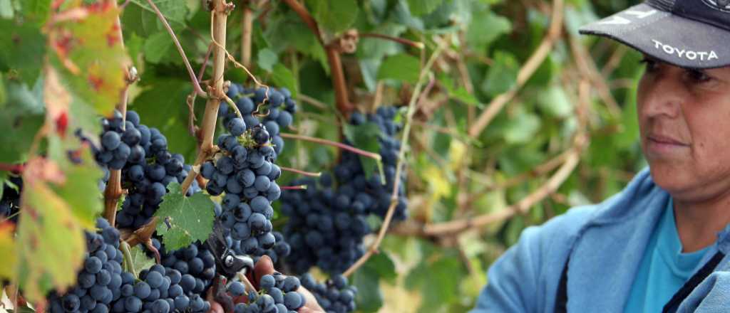 Viñateros de Mendoza y San Juan acordaron el precio de la uva
