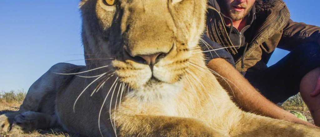 Fotos que muestran la amistad entre un ambientalista y una leona