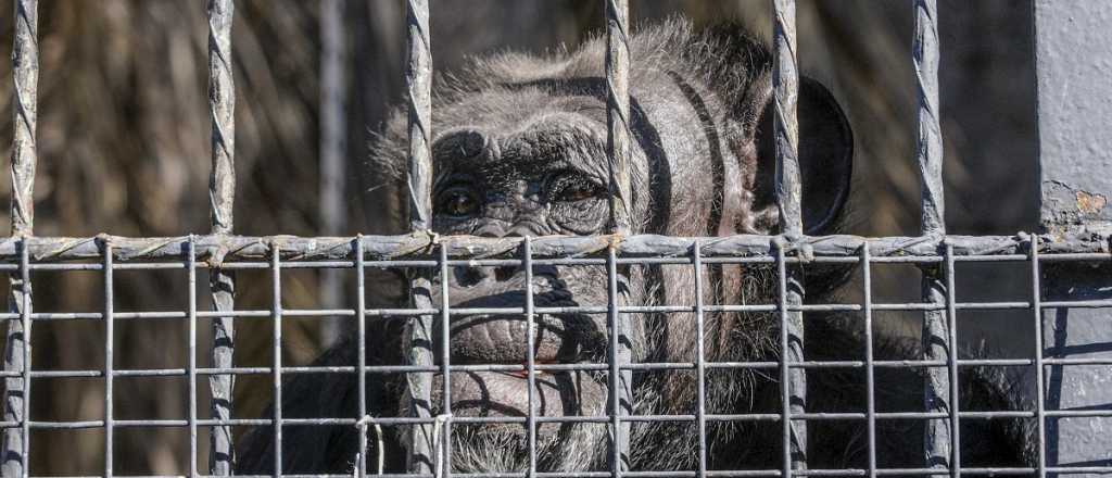 Con buena salud, la chimpancé Cecilia viajará a Brasil