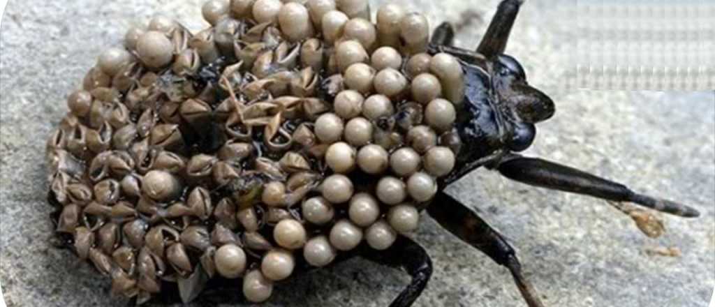 Circula en Mendoza cadena con informaci&oacute;n falsa sobre una enfermedad