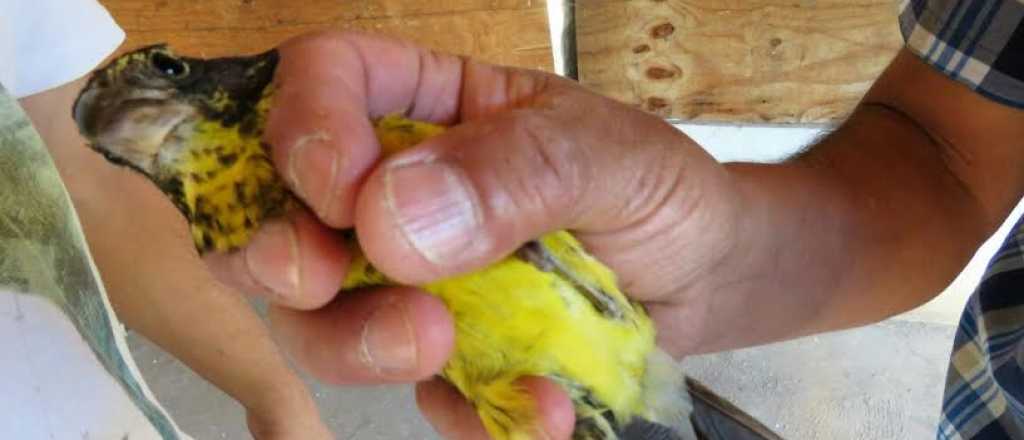 Ambiente de Mendoza anilló aves para evitar el tráfico ilegal